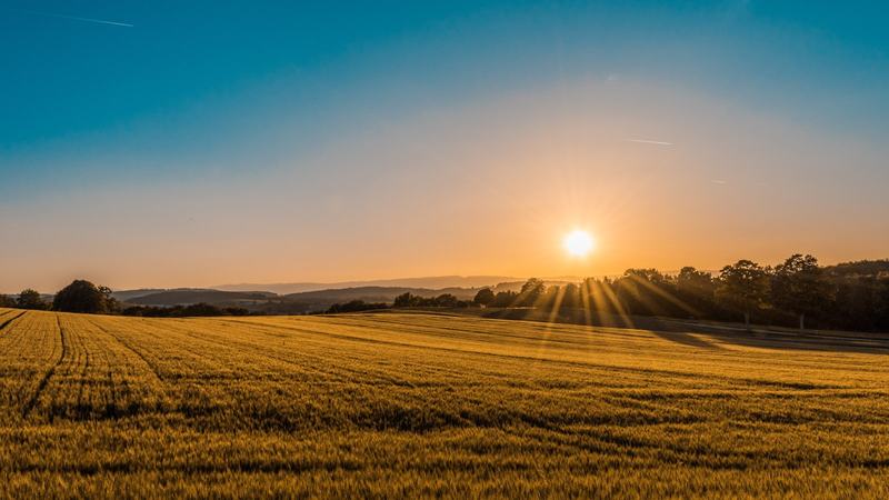Campo de grano al atardecer, listo para la cosecha